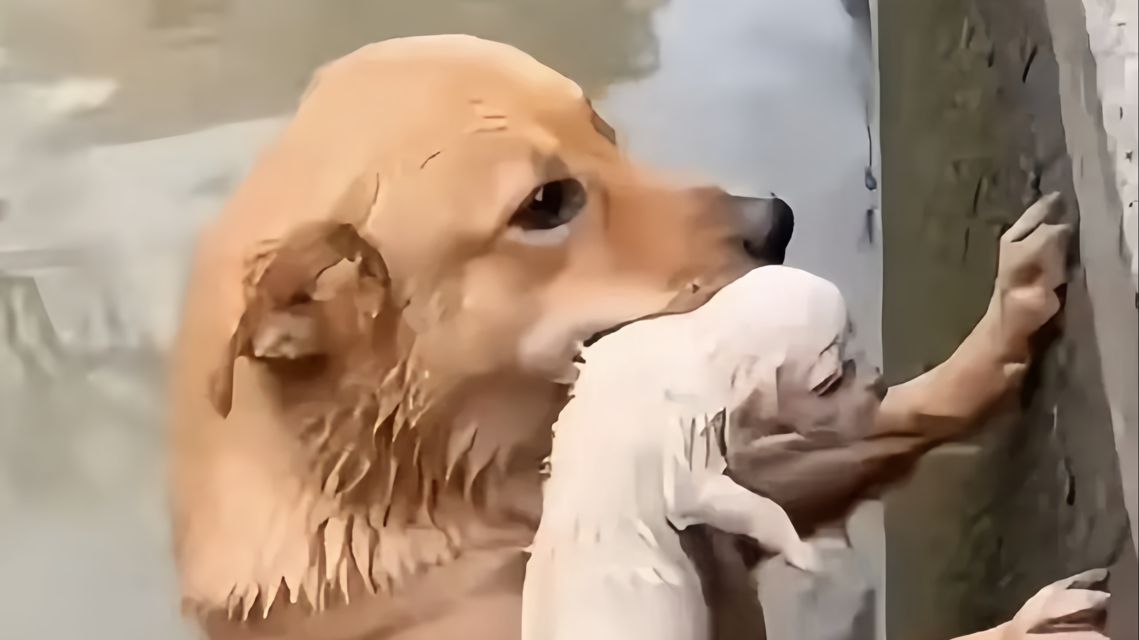 大哥晨跑跳河救落水狗妈狗崽，送医疫苗后收养，平凡善举暖爆全网