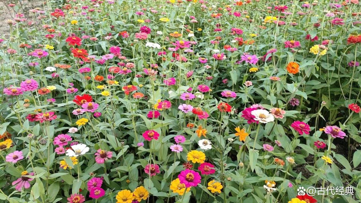 莫言最露骨的一首诗，短短28字骂醒了多少人？