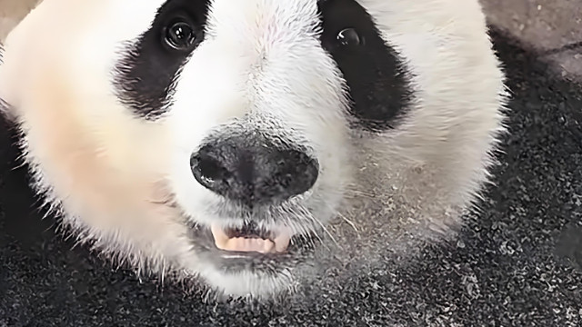 紧急闭馆！两只国宝相继离世，杭州两家动物园到底怎么了？