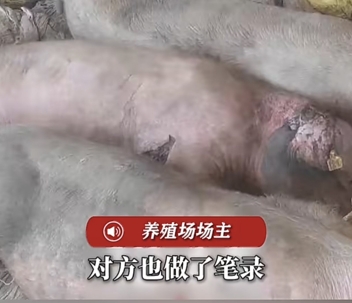 护农队把家猪当野猪，夜闯养殖场，放狗咬死20多头猪，上百只鸡活活吓死
今天刷到甘