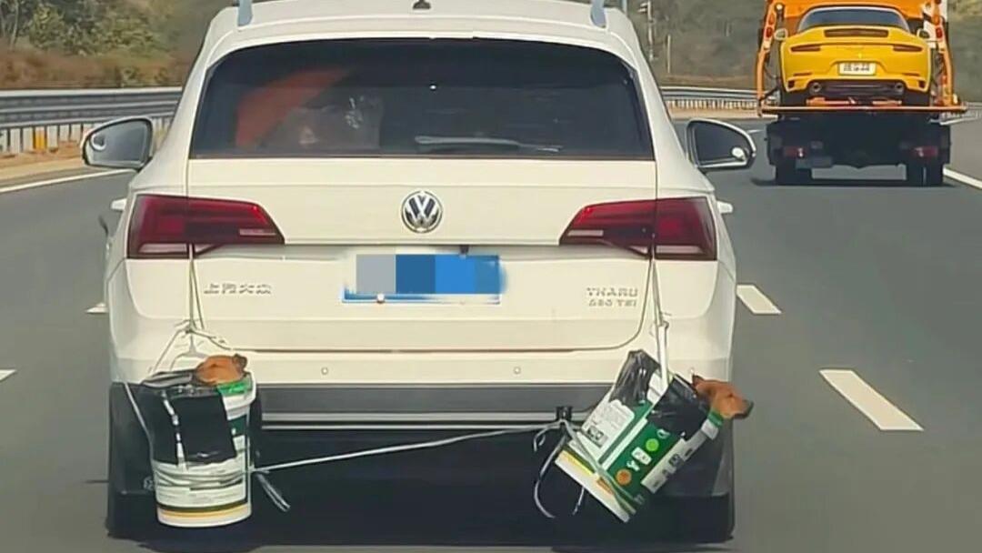 回家过年的狗是怎么坐车的？哈哈哈真是狗在囧途啊！