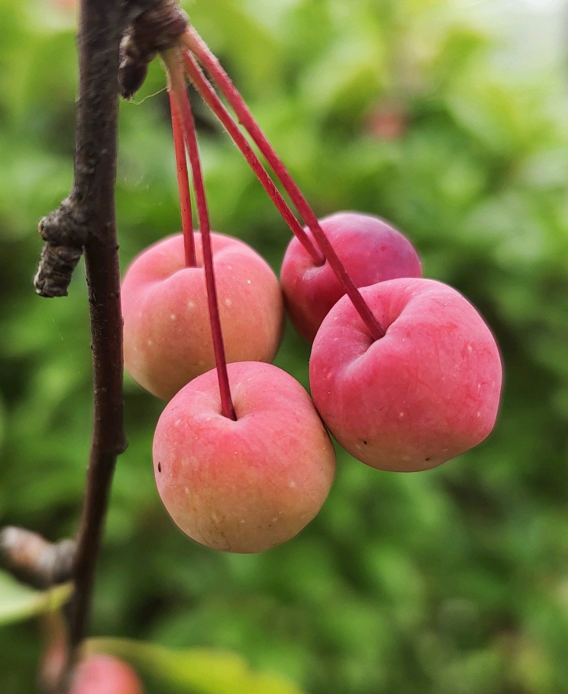 秋日新疆水果🍒红彤彤海棠果攻略！