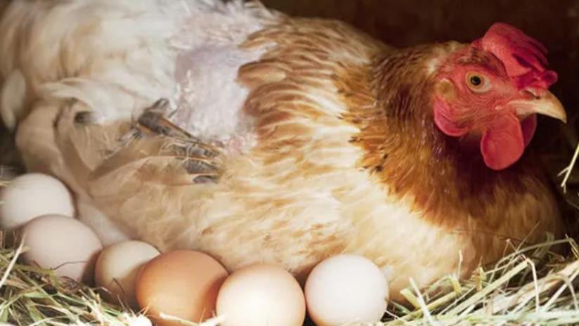 为何家禽会产下未受精的蛋，这种浪费行为真的符合生物学原理吗？