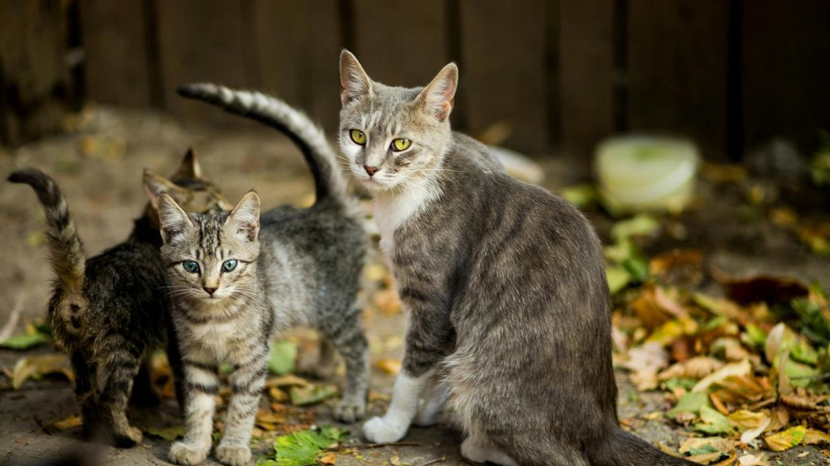 有哪些口碑公认好的国产猫粮推荐？2026最靠谱的猫粮排行榜TOP5