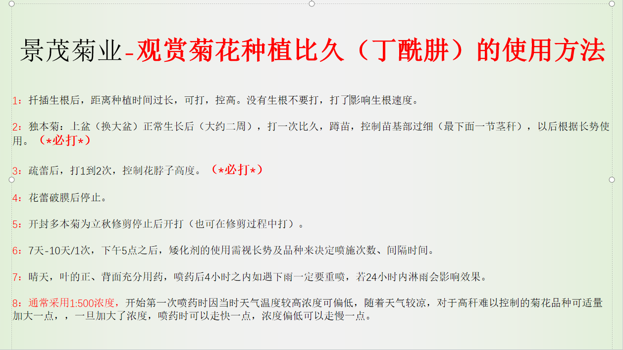 开封观赏菊花种植比久（丁酰肼）的使用方法