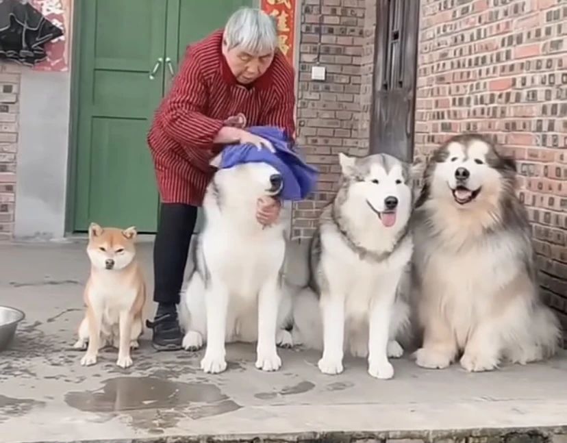 一群狗子起排队洗脸么？还是排的整整齐齐，老奶奶一只只的洗过去，而且它们好像没有抗拒的意思