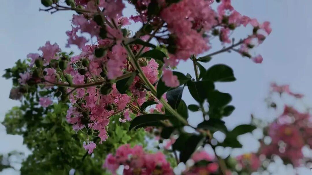 梅雨季墙发霉，别光抹布擦，加一样家里都有的，霉味潮气一起走，屋里干爽人不难受