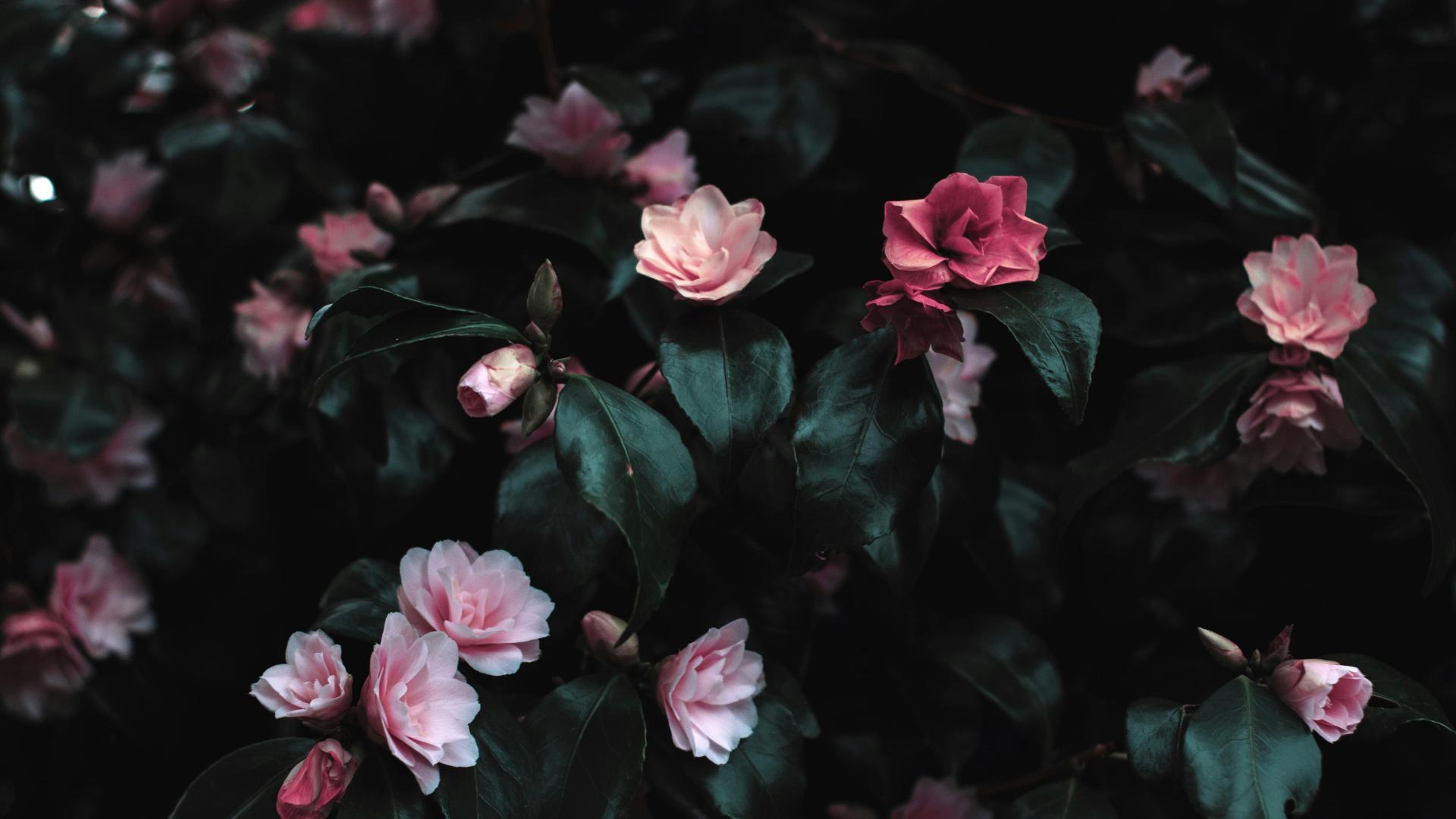 安遇情感挽回：“反套路” 技巧，让他从冷漠到主动联系你