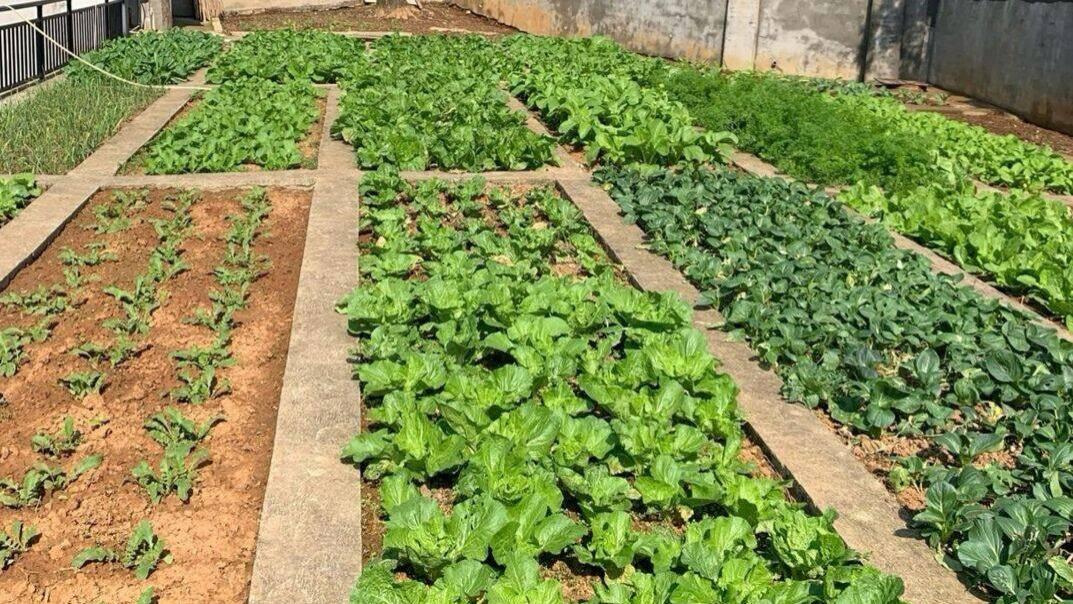 科学种菜有技巧，掌握这几招，产量翻番不是梦