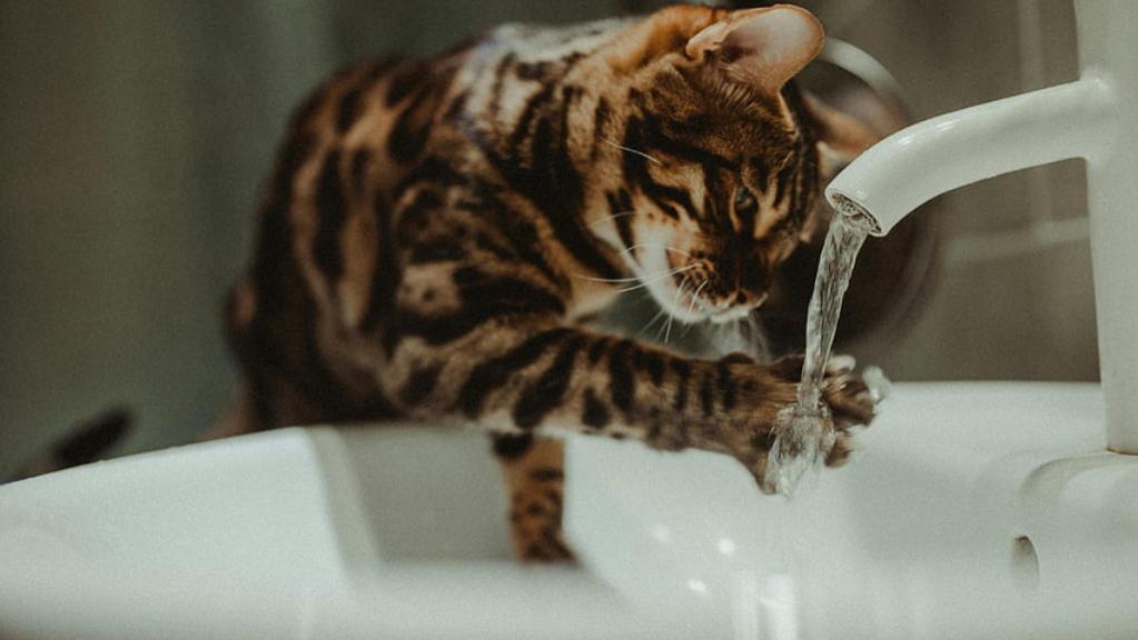 新手必看：幼猫吃成猫粮会怎么样？国产猫粮排名前十品牌TOP3分享