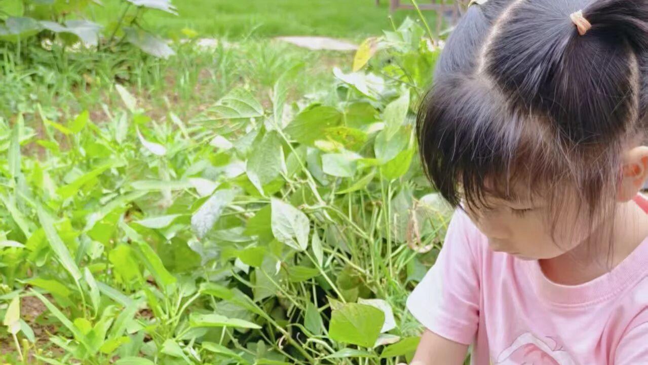 月薪5K，我在公司荒地种了空心菜和茄子，周末带女儿种芋头了