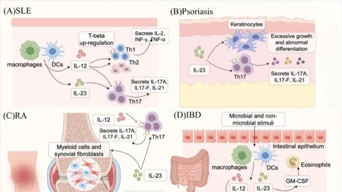 IL-12 的深度剖析：靶向递送技术突破毒性瓶颈，临床数据惊艳亮相