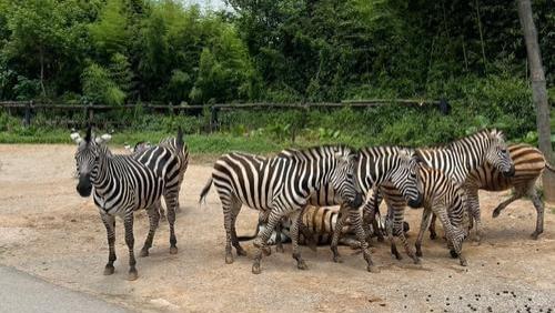 济宁野生动物园“难产”？开工时间究竟卡在哪？