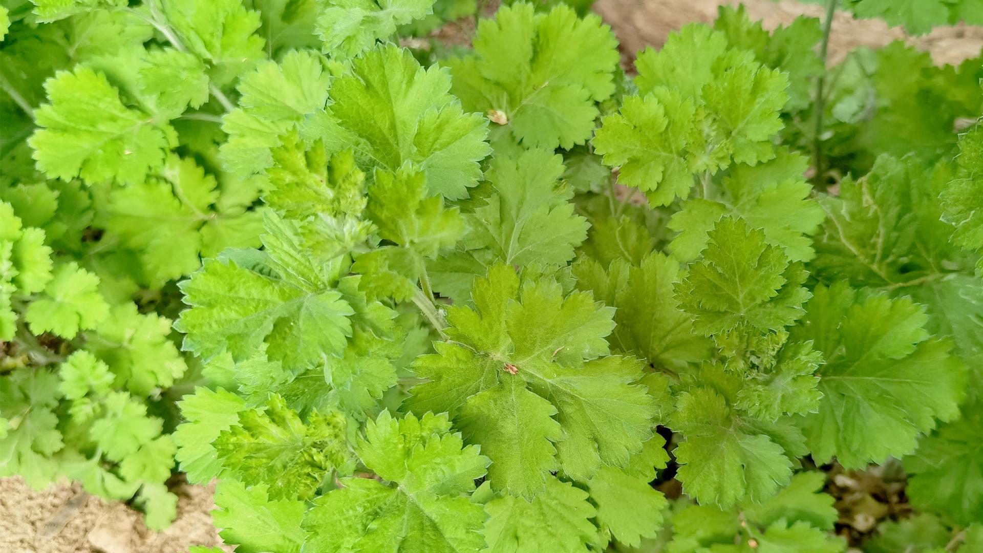 老人说：“春天吃一草，百岁不显老”，这“一草”指啥？3月农村遍地是，全身是宝，错过等1年