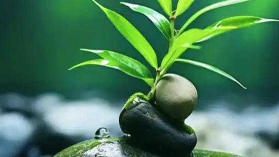 快速看懂“傻、笨、蠢、痴、呆、愚”