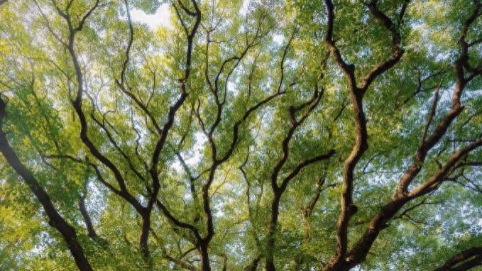 上海这些树，惊艳一整个春天！