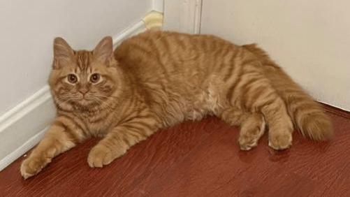 小猫脑细胞乱用现场：猫爪死死捂住床单，主人扒开见破洞