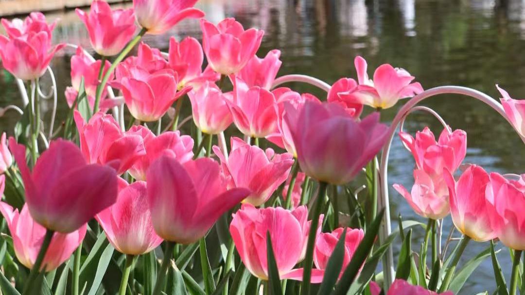 暖韵藏寒，春城冬语——记昆明2025至2026年的冬日时光