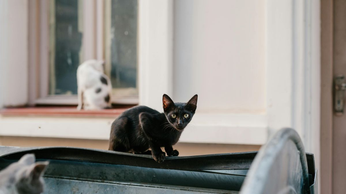 什么猫粮最好性价比高？2026年五款猫粮中的爱马仕分享