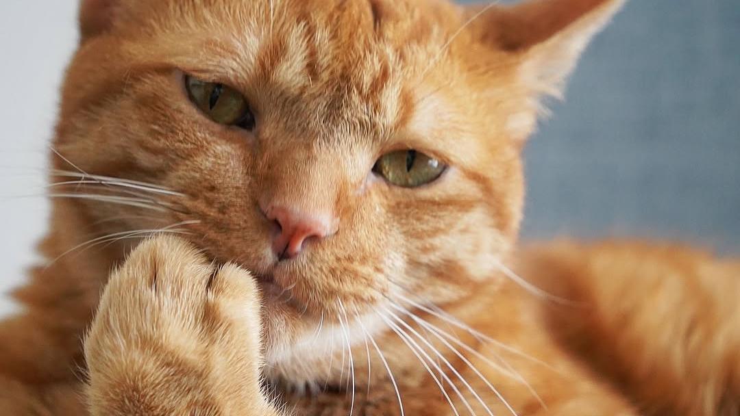猫咪到底需不需要出门散步？不出门的猫，怎样才能过得开心又满足