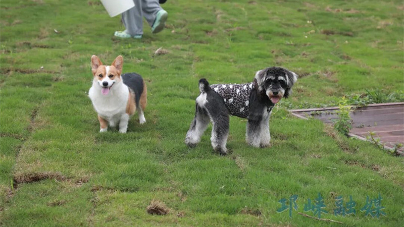 从“寄养”到“宠溺”，邛崃固驿解锁宠物经济新玩法
