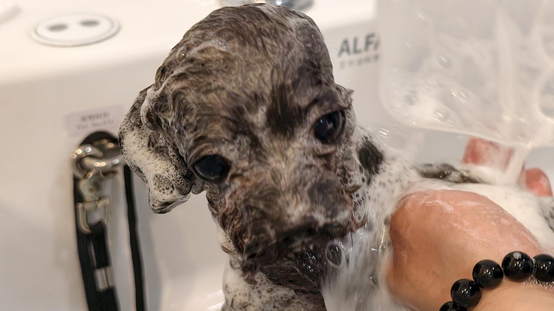 宠物洗澡避开周末高峰的好处，你可能没想过