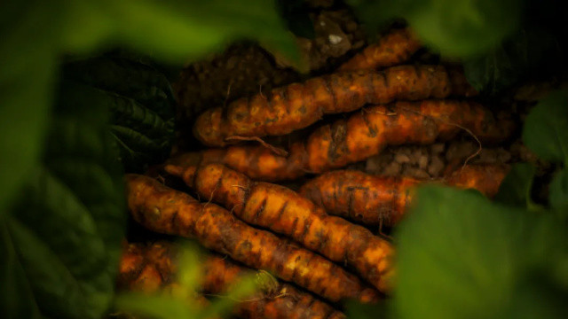 寻味滨海：品味地理标志产品滨海白首乌的五种家常吃法