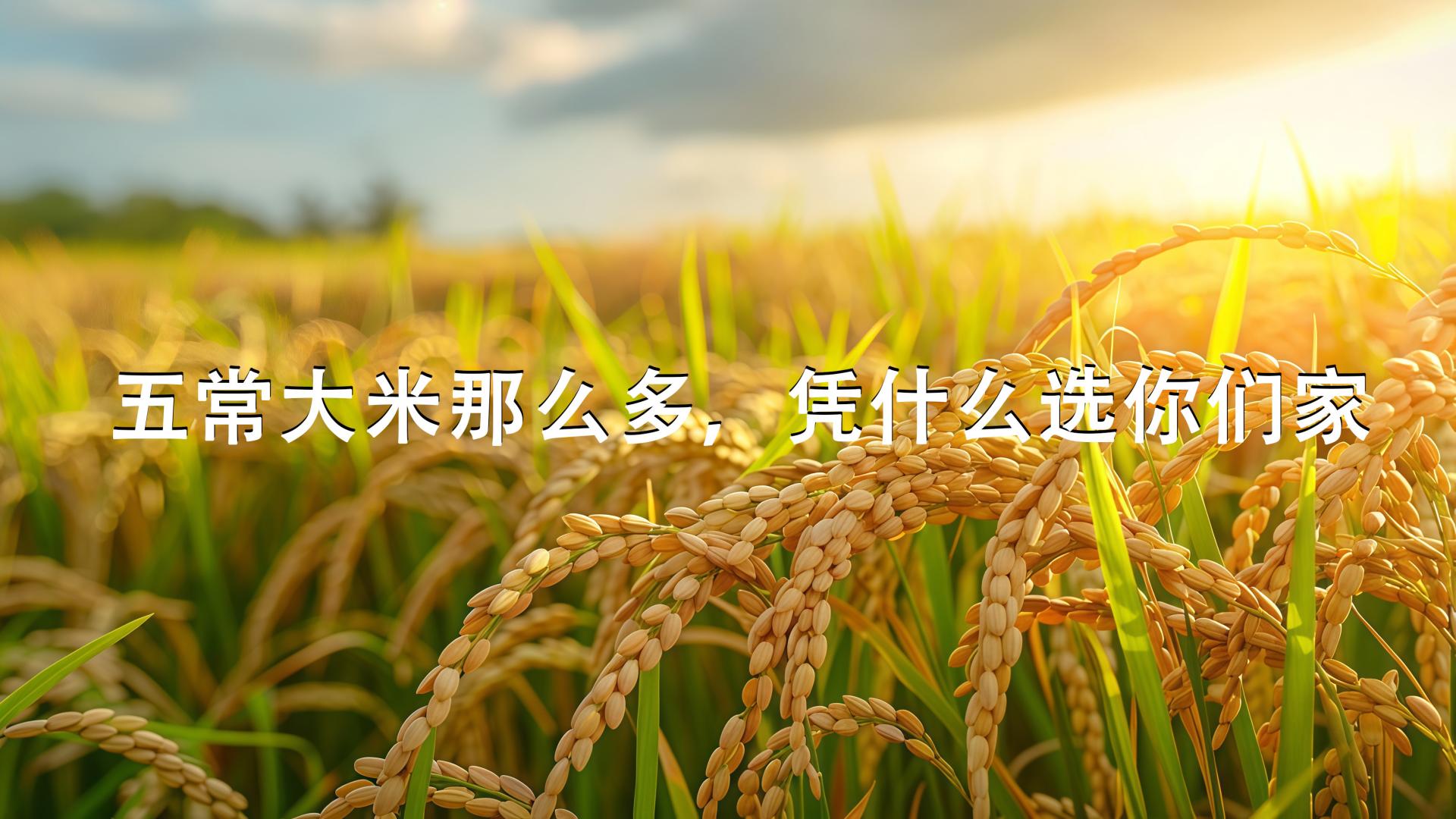 五常大米那么多，凭什么选你们家