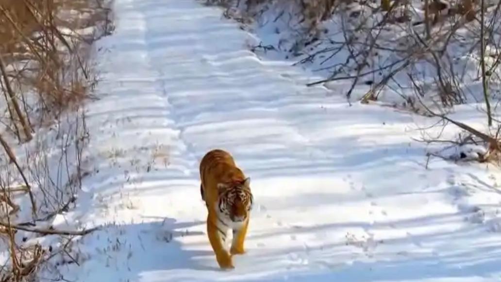 家狗被吃得只剩骨头！野生东北虎频繁进村“作案”，人该怎么办？ 又来了！东北虎进村叼走家犬，大猫离我们