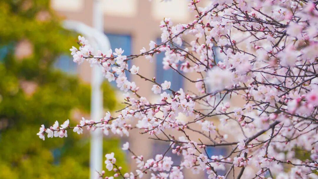 宝职春景上线！汉服与花海撞个满怀