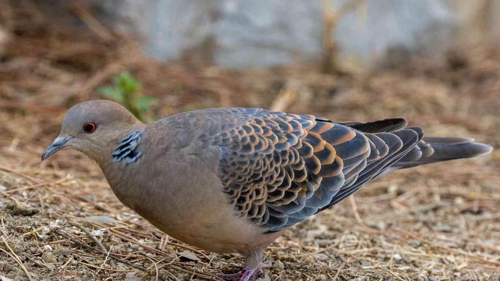 山东男人抓鸟吃，赔了五万还干200天公益，这账算得真狠