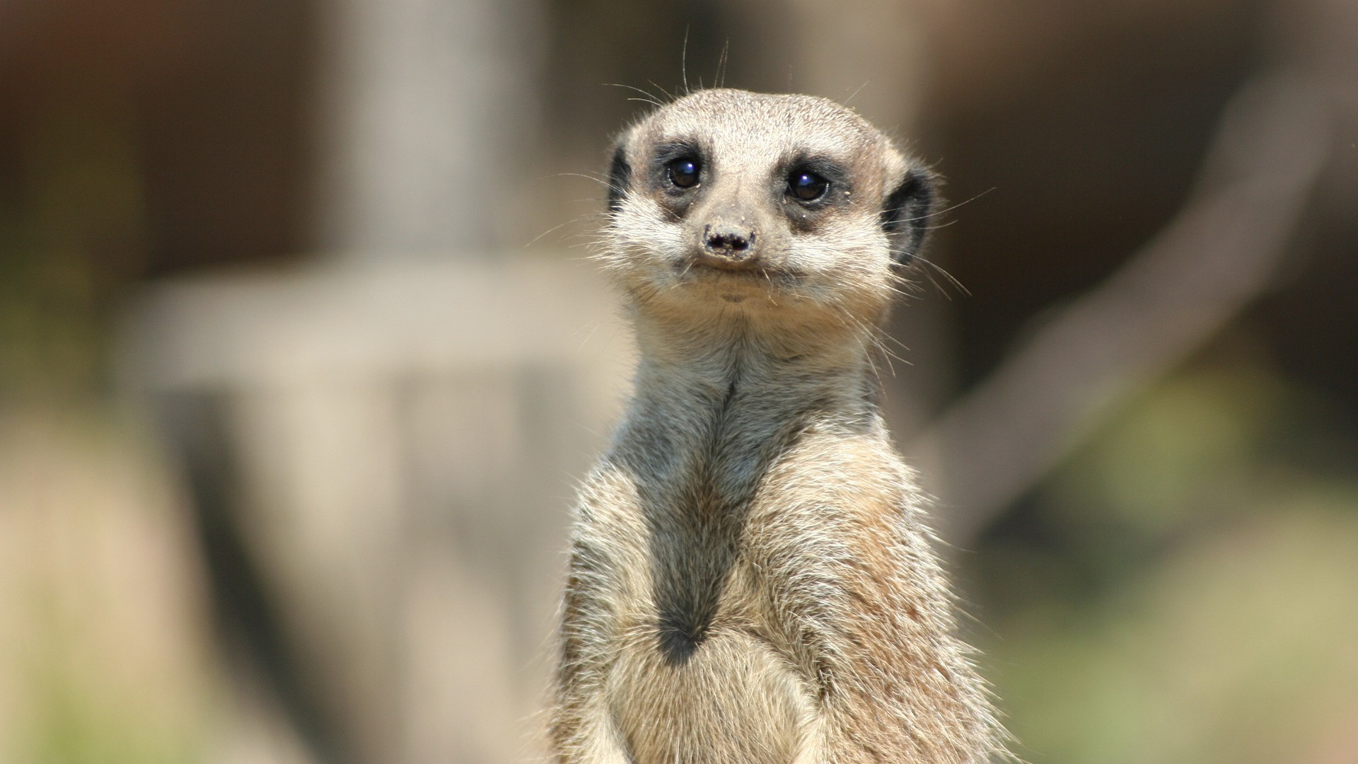 新领导总喜欢推翻重来，是真有想法，还是忠诚测试