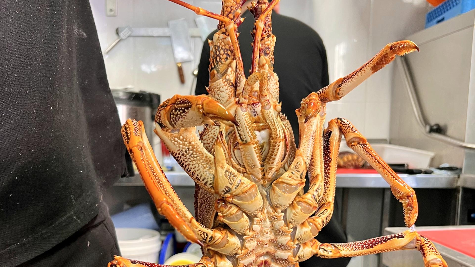 地方助养“龙虾”，但别“助养”风险