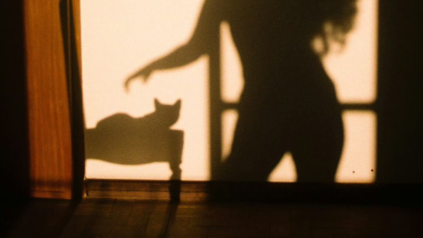 每周推荐 | Sara Latif 和猫咪自拍