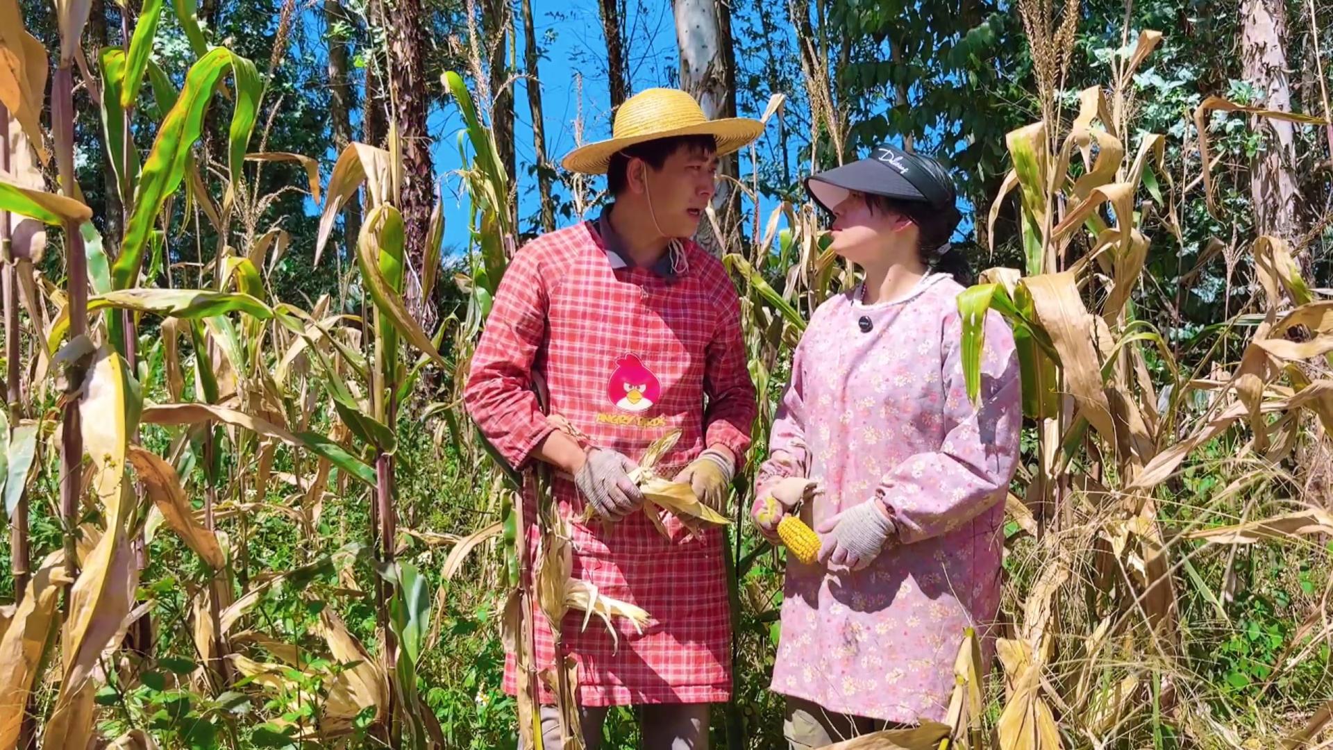小夫妻玉米地干活，媳妇突然提出啥要求？老公听完爽快答应