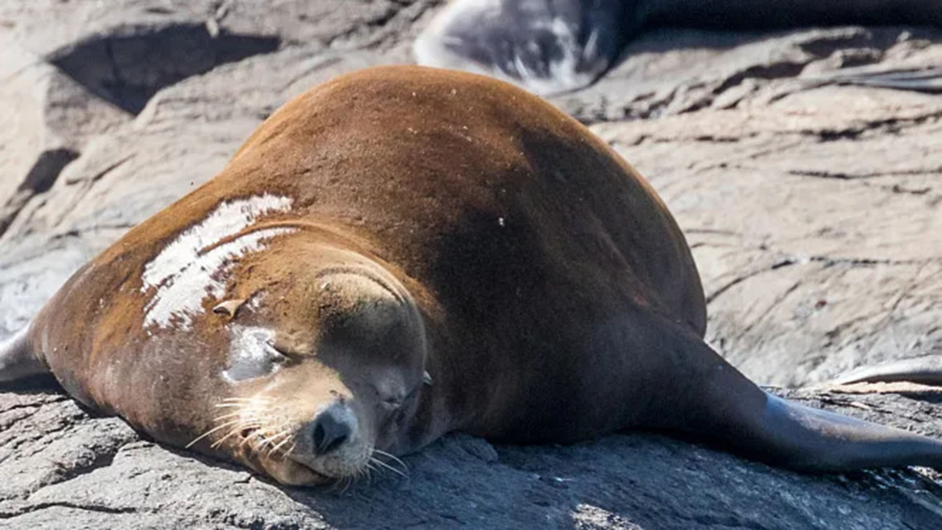 1300头北海狮挤爆日本小岛，每天52吨鱼下肚，渔民哭了：一年损失超10亿，日本无人岛被1300头北