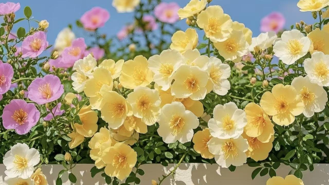 百代生物研发成功EMSA生物素标记探针检测试剂盒