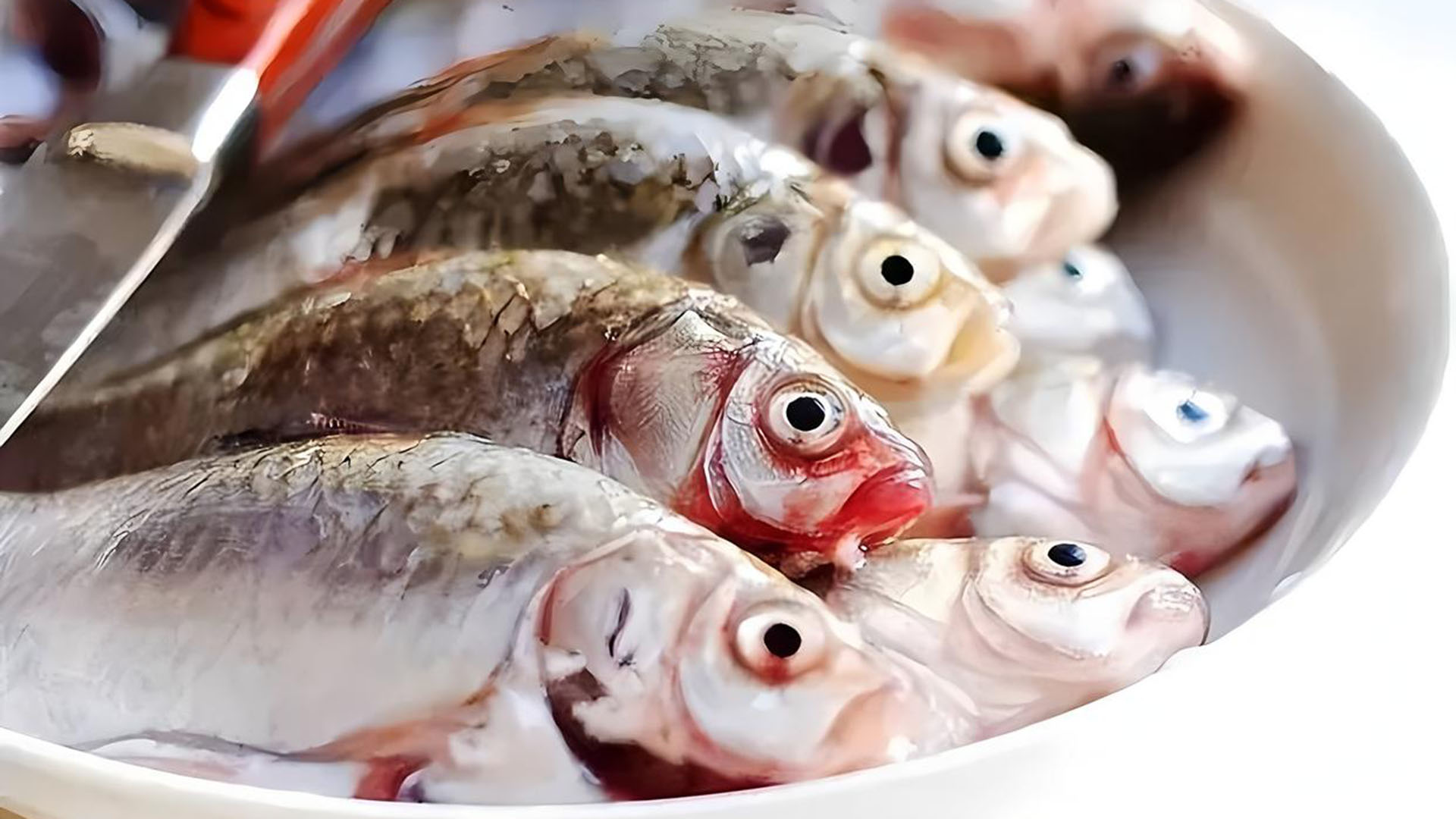 80根小刺变0根！中国科学家精准敲除8处基因，造出无刺鲫鱼 中国人终于对鱼刺“下手”了！以后吃鱼再不