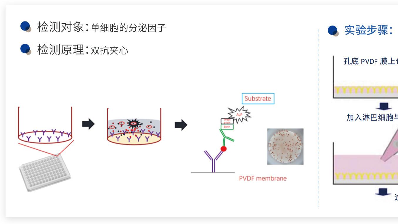 酶联免疫斑点技术原理与应用