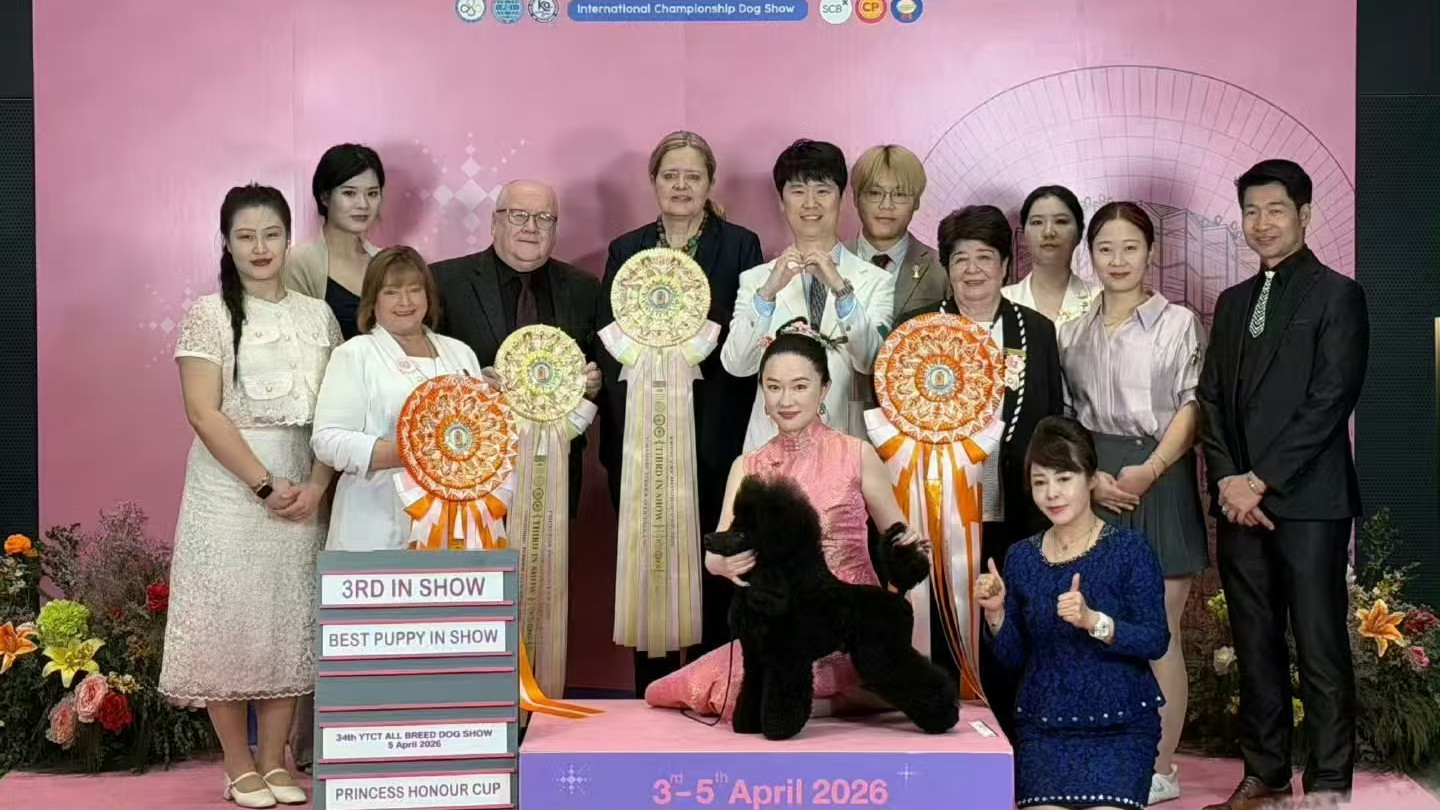 从荧幕女神到犬赛王者：霍思燕用实力诠释“优秀女性”的定义