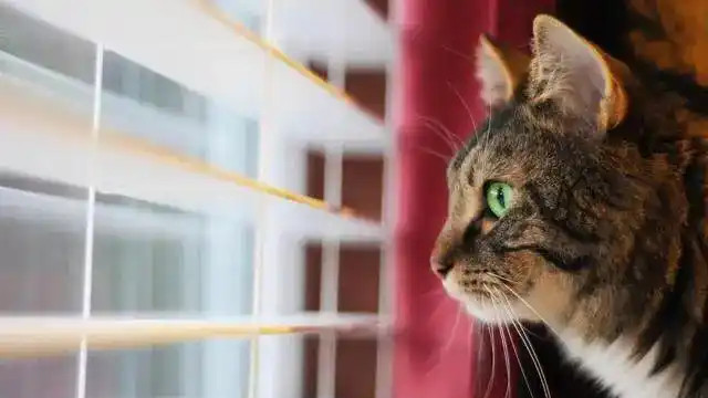 狸花猫的晨间仪式，是向往自由还是另有隐情？