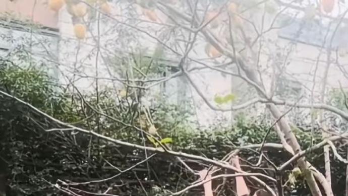 倪妮穿睡衣爬树摘柿子，素颜出镜惊呆网友