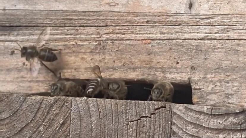 蜜蜂：请有序的出路，避免发生碰撞！