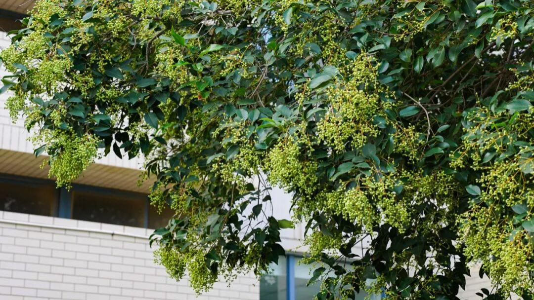 把校园藏进油画里，每帧都是心动瞬间