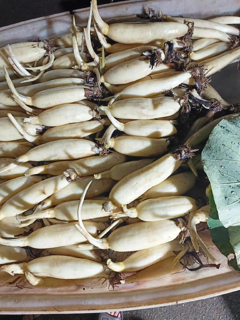 湖北洪湖，新鲜藕保姆级打卡攻略！