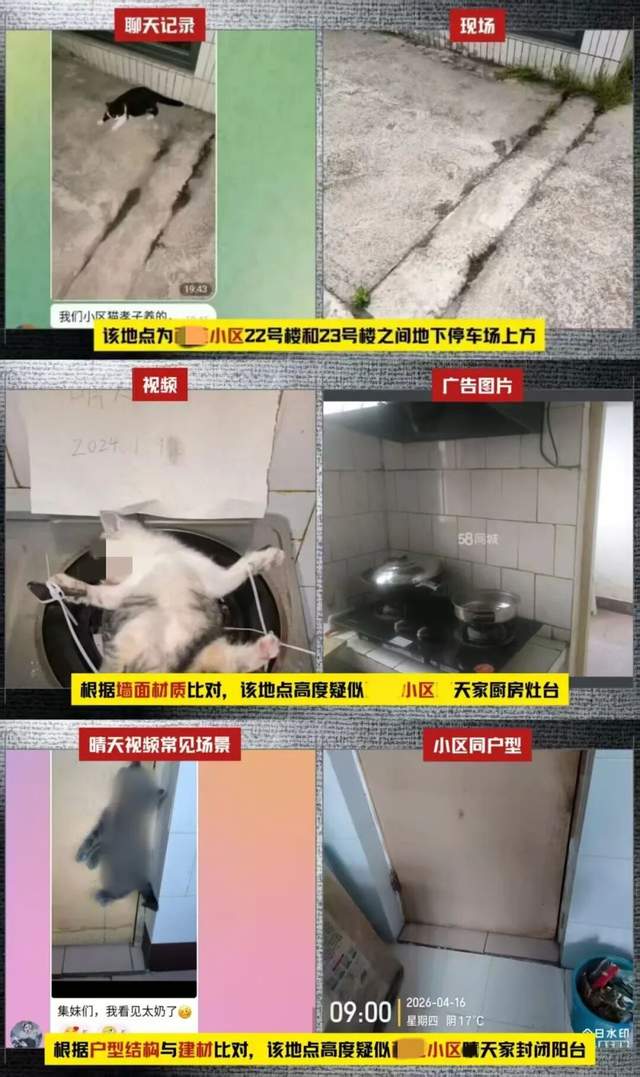 男子收“赏金”虐杀猫？最新消息