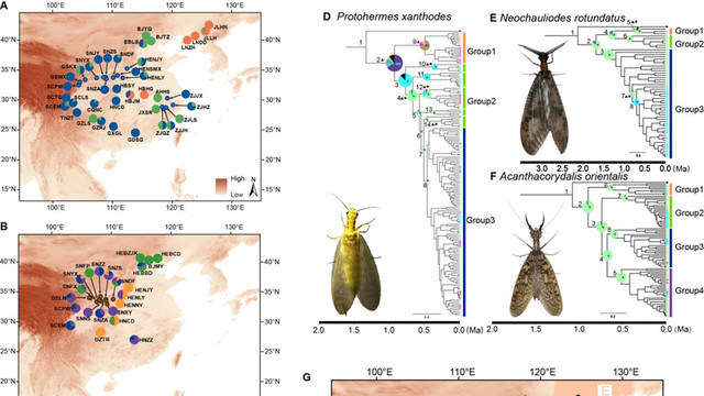 比较谱系地理学揭示：秦岭-大巴山脉是东洋-古北区广翅目物种扩散的关键通道