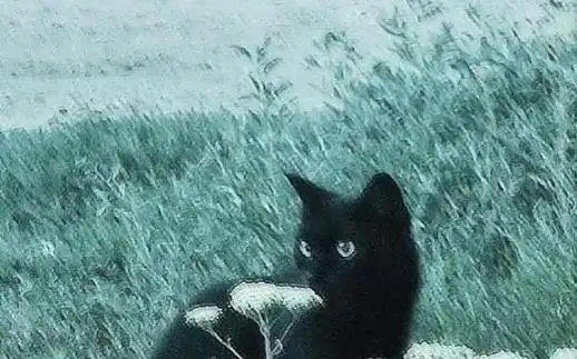 死去三年的宠物猫，竟然托梦给我，讲述自己的遭遇