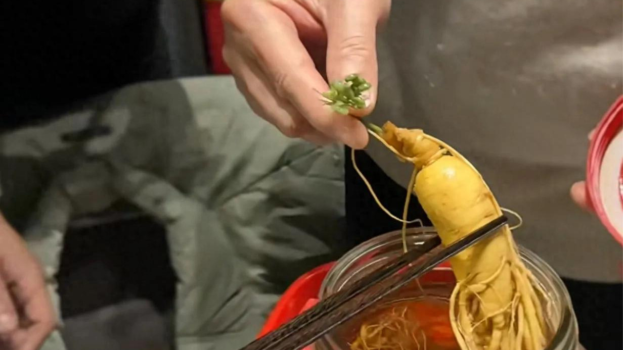 50度白酒泡3年，人参为何逆势长绿叶？科学揭秘植物休眠奇迹