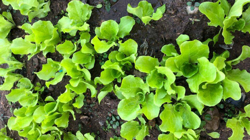 马上就要立春了，立春该种哪些菜你知道吗？这12种菜可以开始种了